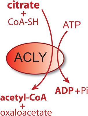 Acetate Revisited: A Key Biomolecule at the Nexus of Metabolism, Epigenetics and Oncogenesis—Part 1: Acetyl-CoA, Acetogenesis and Acyl-CoA Short-Chain Synthetases